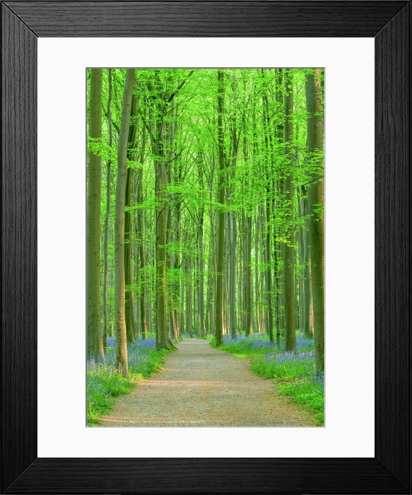Framed Print : Footpath Through Bluebells in Spring, Hallerbos, Halle, Belgium Framed Print : Footpath Through Bluebells in Spring, Hallerbos, Halle, Belgium