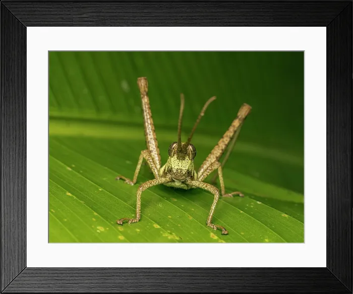 Framed Print : Lubber Grasshopper (Munatia sp), Boca Tapada, Alajuela Province, Costa Rica Framed Print : Lubber Grasshopper (Munatia sp), Boca Tapada, Alajuela Province, Costa Rica