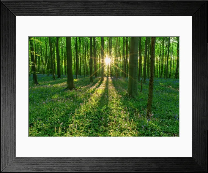 Framed Print : Sunburst on Bluebells in Spring, Hallerbos, Halle, Belgium Framed Print : Sunburst on Bluebells in Spring, Hallerbos, Halle, Belgium