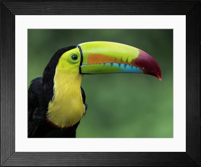Framed Print : Keel-billed Toucan (Ramphastos sulfuratus), Boca Tapada, Alajuela Province, Costa Rica Framed Print : Keel-billed Toucan (Ramphastos sulfuratus), Boca Tapada, Alajuela Province, Costa Rica