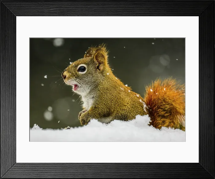 Framed Print : Red squirrel (Tamiasciurus hudsonicus), Greater Sudbury, Ontario, Canada Framed Print : Red squirrel (Tamiasciurus hudsonicus), Greater Sudbury, Ontario, Canada