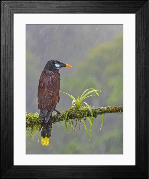 Framed Print : Montezuma Oropendola (Psarocolius montezuma) in torrential rain, Boca Tapada, Alajuela Province, Costa Rica Framed Print : Montezuma Oropendola (Psarocolius montezuma) in torrential rain, Boca Tapada, Alajuela Province, Costa Rica