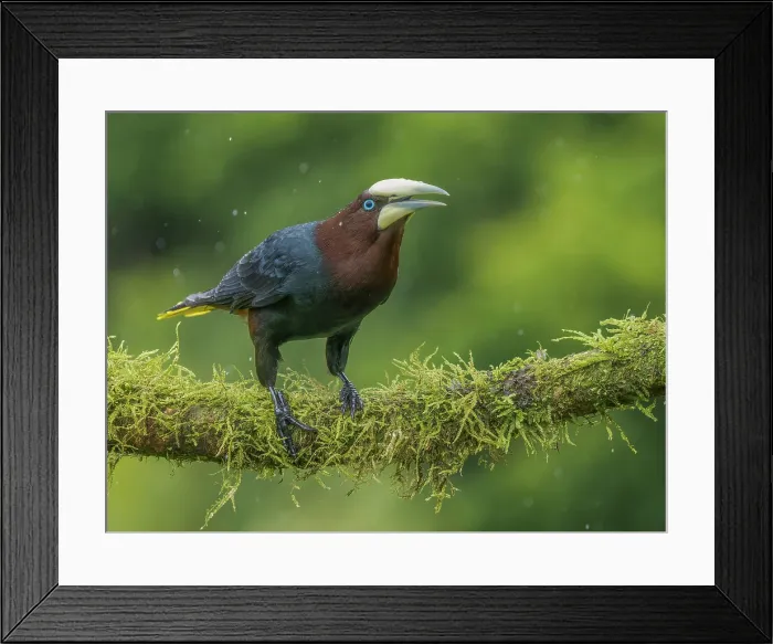 Framed Print : Chestnut-headed Oropendola (Psarocolius wagleri) in rain, Boca Tapada, Alajuela Province, Costa Rica Framed Print : Chestnut-headed Oropendola (Psarocolius wagleri) in rain, Boca Tapada, Alajuela Province, Costa Rica