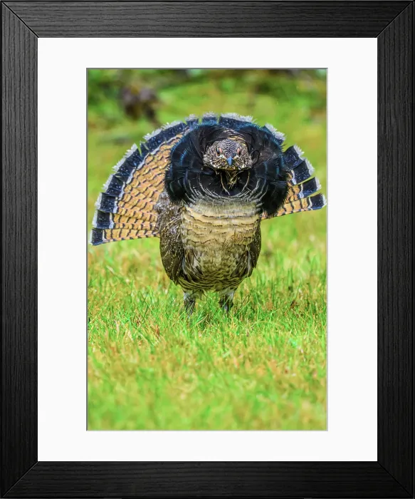 Framed Print : Ruffed grouse (Bonasa umbellus) Displaying male on a lawn in autumn, Greater Sudbury, Ontario, Canada Framed Print : Ruffed grouse (Bonasa umbellus) Displaying male on a lawn in autumn, Greater Sudbury, Ontario, Canada