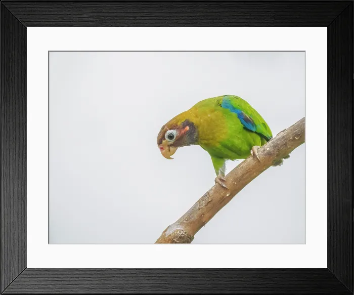 Framed Print : Brown-hooded Parrot (Pyrilia haematotis), Boca Tapada, Alajuela Province, Costa Rica Framed Print : Brown-hooded Parrot (Pyrilia haematotis), Boca Tapada, Alajuela Province, Costa Rica