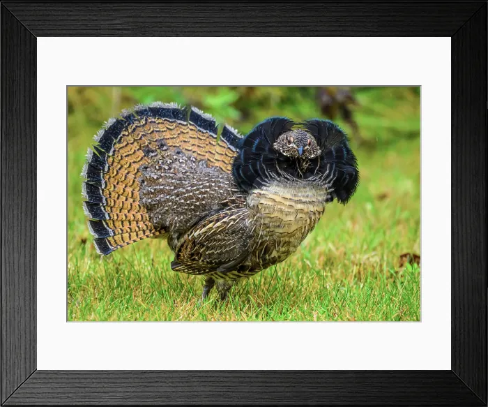 Framed Print : Ruffed grouse (Bonasa umbellus) Displaying male on a lawn in autumn, Greater Sudbury, Ontario, Canada Framed Print : Ruffed grouse (Bonasa umbellus) Displaying male on a lawn in autumn, Greater Sudbury, Ontario, Canada