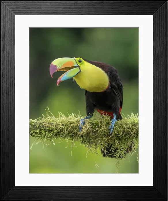 Framed Print : Keel-billed Toucan (Ramphastos sulfuratus), Boca Tapada, Alajuela Province, Costa Rica Framed Print : Keel-billed Toucan (Ramphastos sulfuratus), Boca Tapada, Alajuela Province, Costa Rica