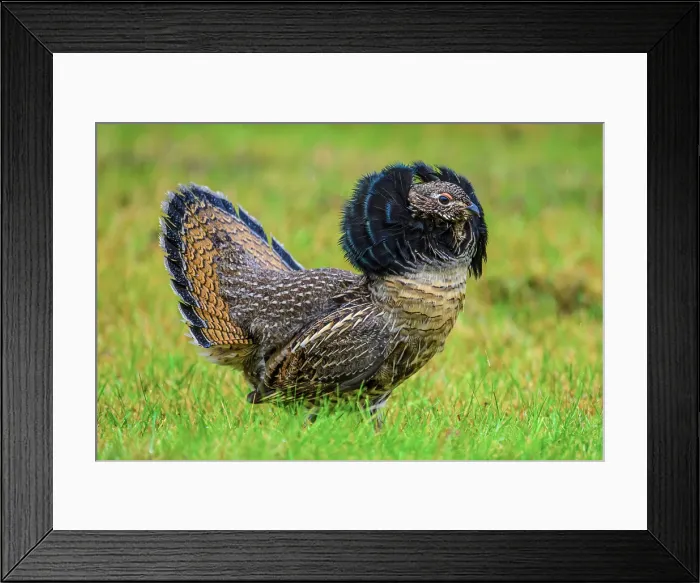Framed Print : Ruffed grouse (Bonasa umbellus) Displaying male on a lawn in autumn, Greater Sudbury, Ontario, Canada Framed Print : Ruffed grouse (Bonasa umbellus) Displaying male on a lawn in autumn, Greater Sudbury, Ontario, Canada