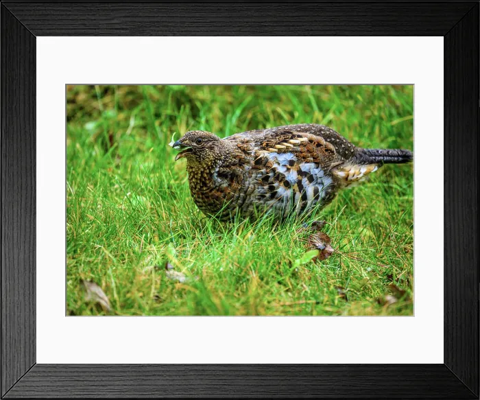 Framed Print : Ruffed grouse (Bonasa umbellus) Foraging for vegetation in a residential backyard, Greater Sudbury, Ontario, Canada Framed Print : Ruffed grouse (Bonasa umbellus) Foraging for vegetation in a residential backyard, Greater Sudbury, Ontario, Canada