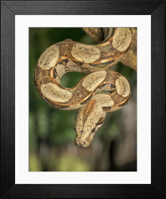Framed Print : Boa Constrictor (Boa constrictor), Boca Tapada, Alajuela Province, Costa Rica Framed Print : Boa Constrictor (Boa constrictor), Boca Tapada, Alajuela Province, Costa Rica