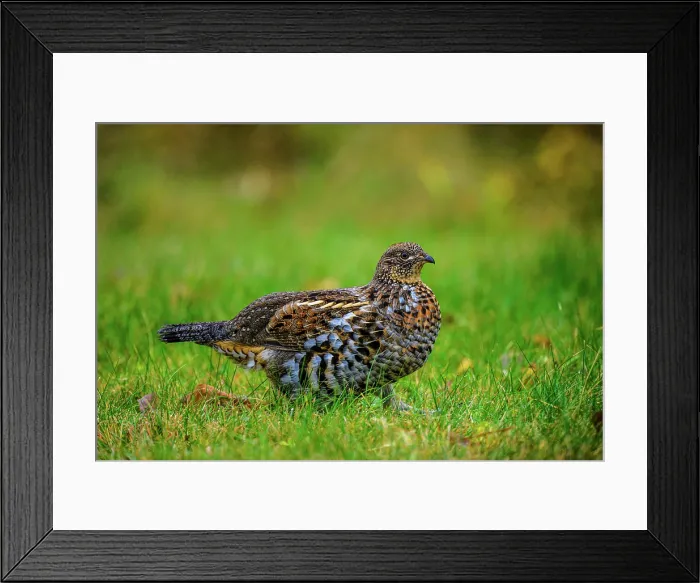 Framed Print : Ruffed grouse (Bonasa umbellus) Foraging for vegetation in a residential backyard, Greater Sudbury, Ontario, Canada Framed Print : Ruffed grouse (Bonasa umbellus) Foraging for vegetation in a residential backyard, Greater Sudbury, Ontario, Canada