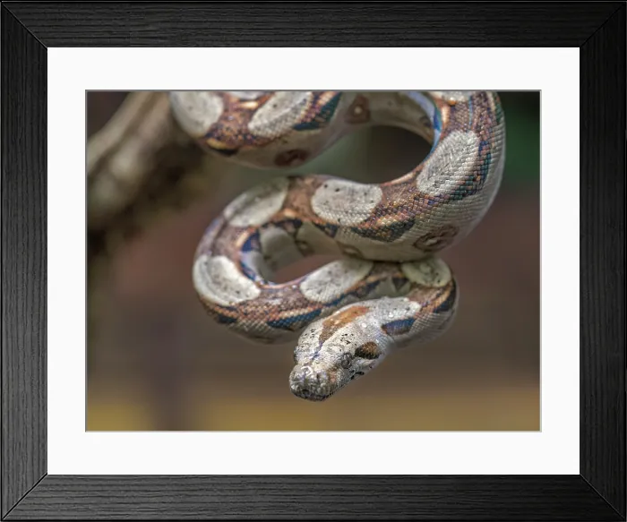 Framed Print : Boa Constrictor (Boa constrictor), Boca Tapada, Alajuela Province, Costa Rica Framed Print : Boa Constrictor (Boa constrictor), Boca Tapada, Alajuela Province, Costa Rica