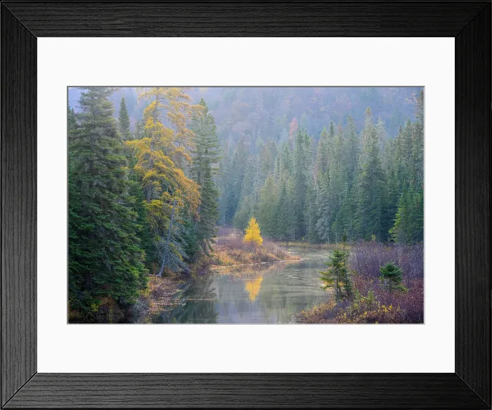Framed Print : Autumn larch reflected in a creek, Lake Superior Provincial Park, Ontario, Canada Framed Print : Autumn larch reflected in a creek, Lake Superior Provincial Park, Ontario, Canada