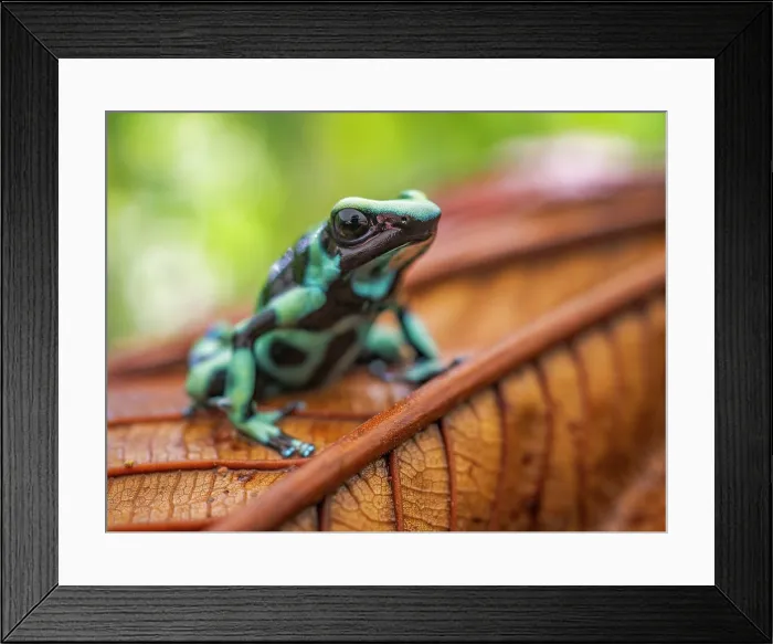 Framed Print : Denrobates auratus, Boca Tapada, Alajuela Province, Costa Rica Framed Print : Denrobates auratus, Boca Tapada, Alajuela Province, Costa Rica