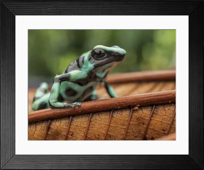 Framed Print : Denrobates auratus, Boca Tapada, Alajuela Province, Costa Rica Framed Print : Denrobates auratus, Boca Tapada, Alajuela Province, Costa Rica