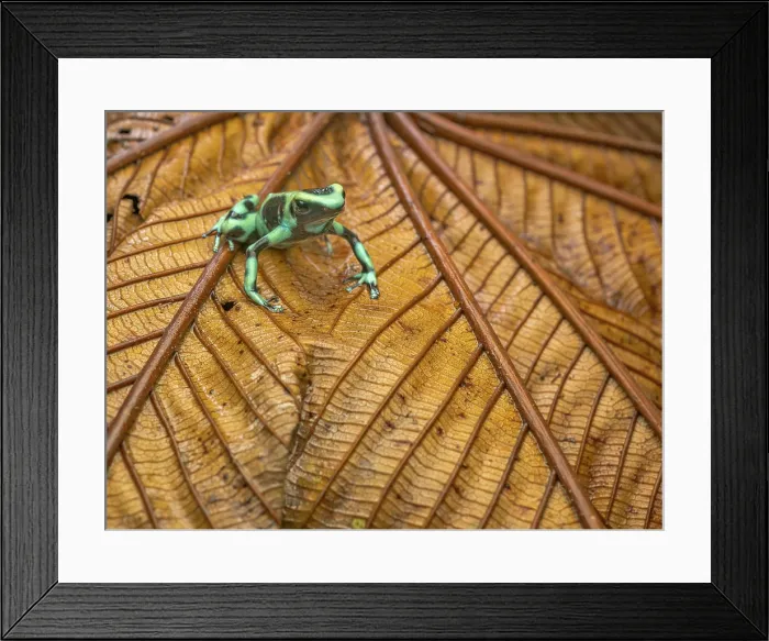 Framed Print : Denrobates auratus, Boca Tapada, Alajuela Province, Costa Rica Framed Print : Denrobates auratus, Boca Tapada, Alajuela Province, Costa Rica