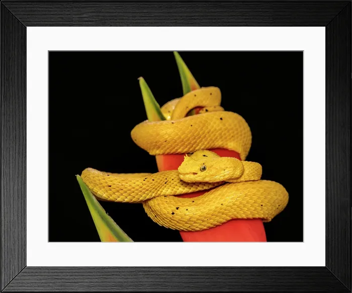 Framed Print : Eyelash Viper (Bothriechis schlegelii) yellow phase, Boca Tapada, Alajuela Province, Costa Rica Framed Print : Eyelash Viper (Bothriechis schlegelii) yellow phase, Boca Tapada, Alajuela Province, Costa Rica