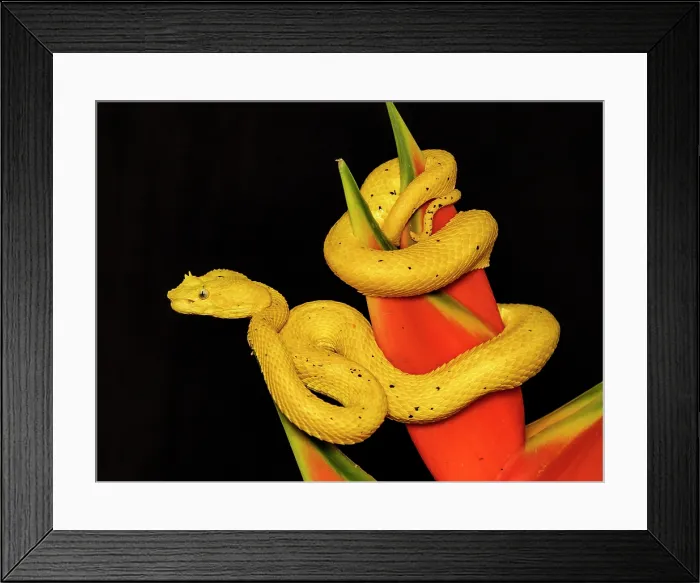 Framed Print : Eyelash Viper (Bothriechis schlegelii) yellow phase, Boca Tapada, Alajuela Province, Costa Rica Framed Print : Eyelash Viper (Bothriechis schlegelii) yellow phase, Boca Tapada, Alajuela Province, Costa Rica
