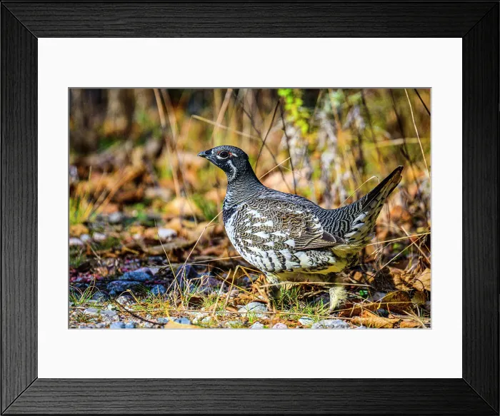 Framed Print : Spruce grouse (Dendragapus canadensis), Lake Superior Provincial Park, Ontario, Canada Framed Print : Spruce grouse (Dendragapus canadensis), Lake Superior Provincial Park, Ontario, Canada