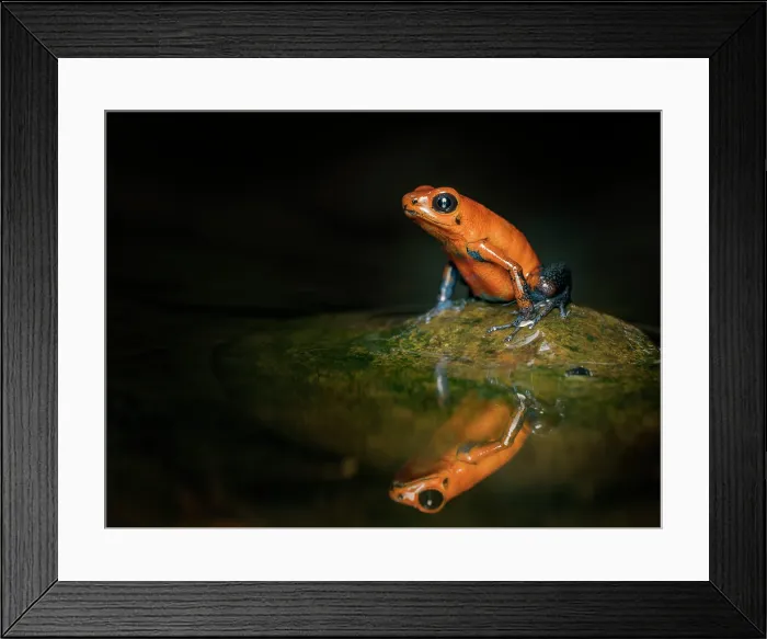 Framed Print : Strawberry Poison Frog (Oophaga pumilio), Boca Tapada, Alajuela Province, Costa Rica Framed Print : Strawberry Poison Frog (Oophaga pumilio), Boca Tapada, Alajuela Province, Costa Rica