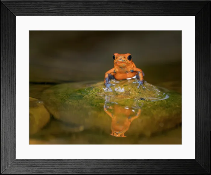 Framed Print : Strawberry Poison Frog (Oophaga pumilio), Boca Tapada, Alajuela Province, Costa Rica Framed Print : Strawberry Poison Frog (Oophaga pumilio), Boca Tapada, Alajuela Province, Costa Rica