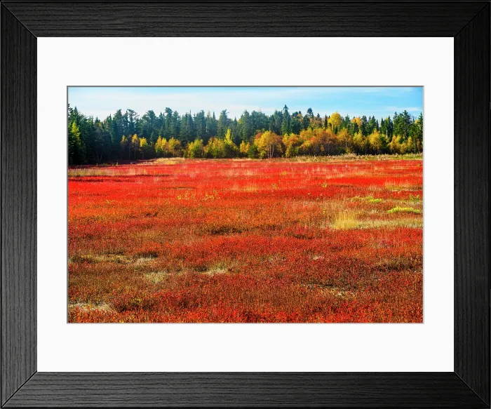 Framed Print : Commercial blueberry field in autumn, Wawa, Ontario, Canada Framed Print : Commercial blueberry field in autumn, Wawa, Ontario, Canada