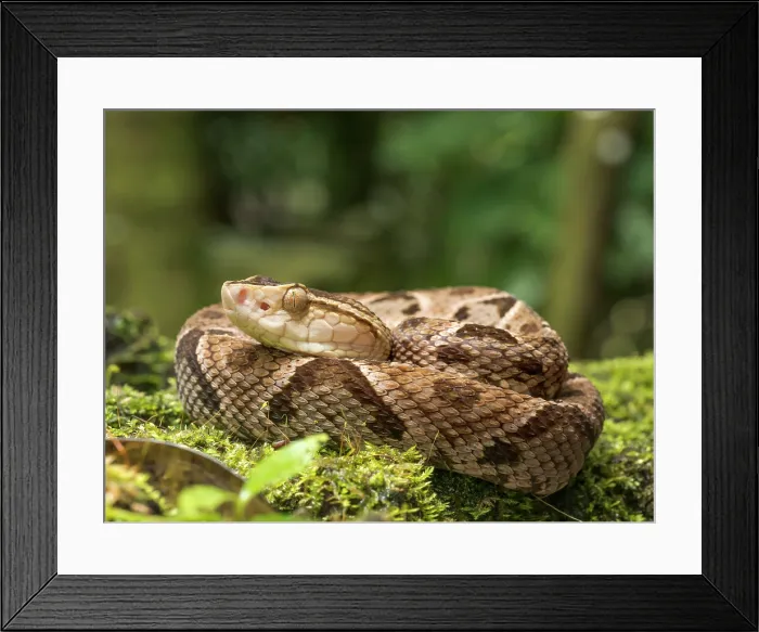 Framed Print : Fer-de-Lance (Bothrops asper), Boca Tapada, Alajuela Province, Costa Rica Framed Print : Fer-de-Lance (Bothrops asper), Boca Tapada, Alajuela Province, Costa Rica