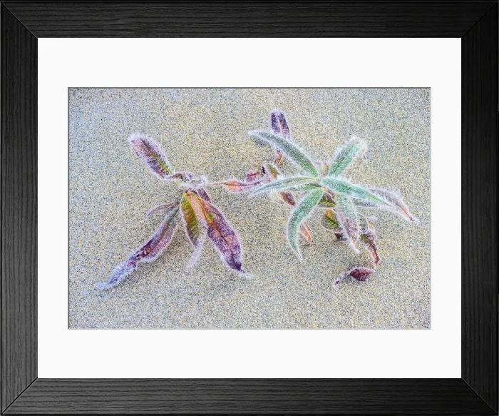 Framed Print : Frosted aquatic vegetation in the sand, Wawa, Ontario, Canada Framed Print : Frosted aquatic vegetation in the sand, Wawa, Ontario, Canada