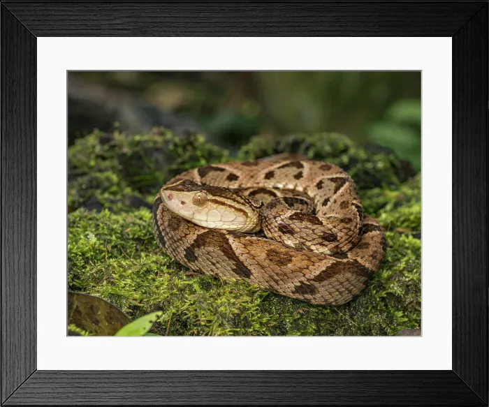 Framed Print : Fer-de-Lance (Bothrops asper), Boca Tapada, Alajuela Province, Costa Rica Framed Print : Fer-de-Lance (Bothrops asper), Boca Tapada, Alajuela Province, Costa Rica