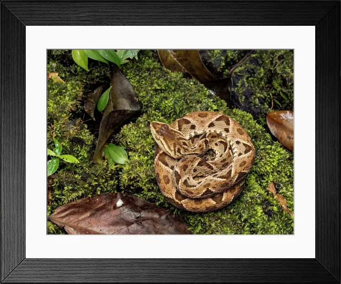 Framed Print : Fer-de-Lance (Bothrops asper), Boca Tapada, Alajuela Province, Costa Rica Framed Print : Fer-de-Lance (Bothrops asper), Boca Tapada, Alajuela Province, Costa Rica