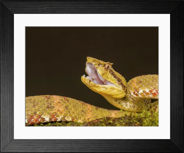 Framed Print : Eyelash Viper (Bothriechis schlegelii) green phase, Boca Tapada, Alajuela Province, Costa Rica