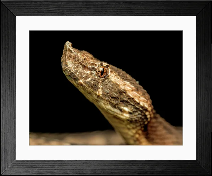 Framed Print : Hognose Pit Viper (Porthidium nasutum), Boca Tapada, Alajuela Province, Costa Rica Framed Print : Hognose Pit Viper (Porthidium nasutum), Boca Tapada, Alajuela Province, Costa Rica