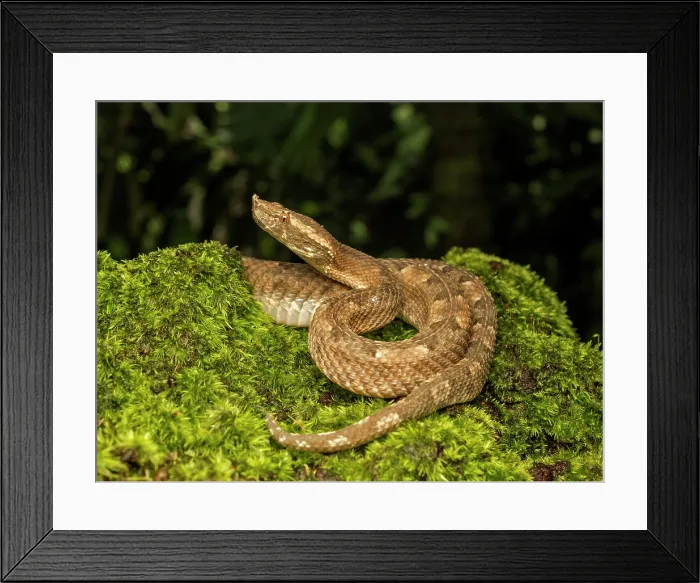 Framed Print : Hognose Pit Viper (Porthidium nasutum), Boca Tapada, Alajuela Province, Costa Rica Framed Print : Hognose Pit Viper (Porthidium nasutum), Boca Tapada, Alajuela Province, Costa Rica