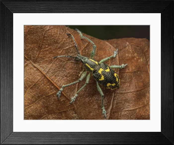 Framed Print : A Weevil species from Boca Tapada, Alajuela Province, Costa Rica Framed Print : A Weevil species from Boca Tapada, Alajuela Province, Costa Rica