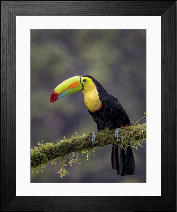 Framed Print : Keel-billed Toucan (Ramphastos sulfuratus), Boca Tapada, Alajuela Province, Costa Rica Framed Print : Keel-billed Toucan (Ramphastos sulfuratus), Boca Tapada, Alajuela Province, Costa Rica