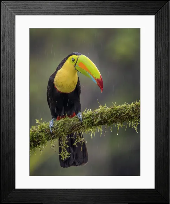 Framed Print : Keel-billed Toucan (Ramphastos sulfuratus), Boca Tapada, Alajuela Province, Costa Rica Framed Print : Keel-billed Toucan (Ramphastos sulfuratus), Boca Tapada, Alajuela Province, Costa Rica