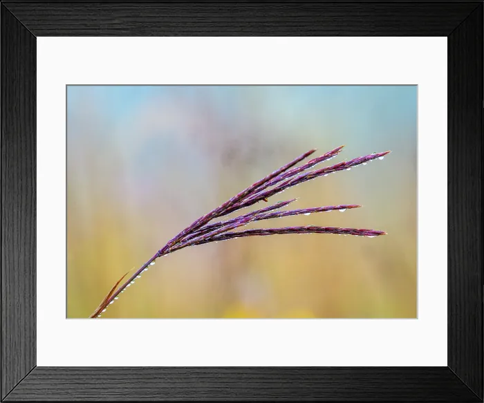 Framed Print : Grass with dew drops, Guelph Lakes Conservation Area, Guelph, Ontario, Canada Framed Print : Grass with dew drops, Guelph Lakes Conservation Area, Guelph, Ontario, Canada