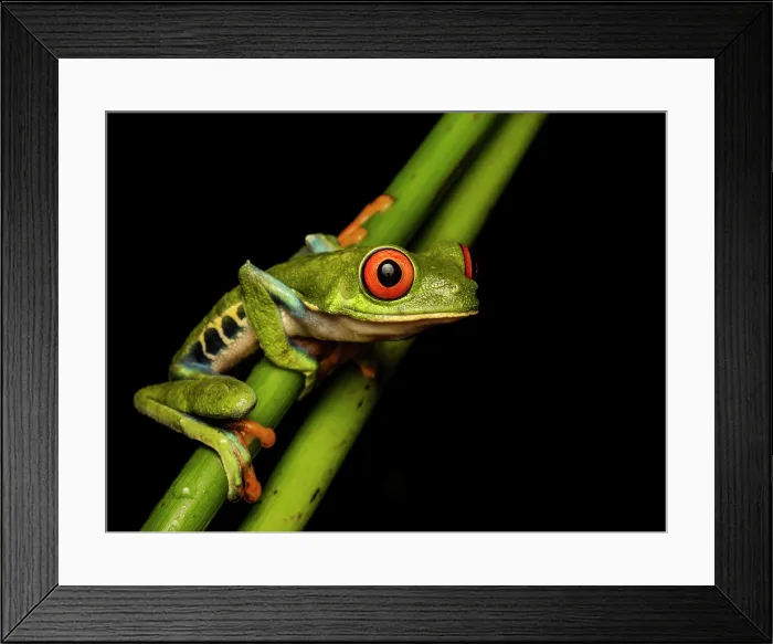 Framed Print : Red-eyed Tree Frog (Agalychnis callidrya), Boca Tapada, Alajuela Province, Costa Rica Framed Print : Red-eyed Tree Frog (Agalychnis callidrya), Boca Tapada, Alajuela Province, Costa Rica