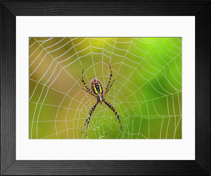 Framed Print : Dewy orb web, with banded garden spider (Argiope trifasciata), Guelph Lakes Conservation Area, Ontario, Canada Framed Print : Dewy orb web, with banded garden spider (Argiope trifasciata), Guelph Lakes Conservation Area, Ontario, Canada