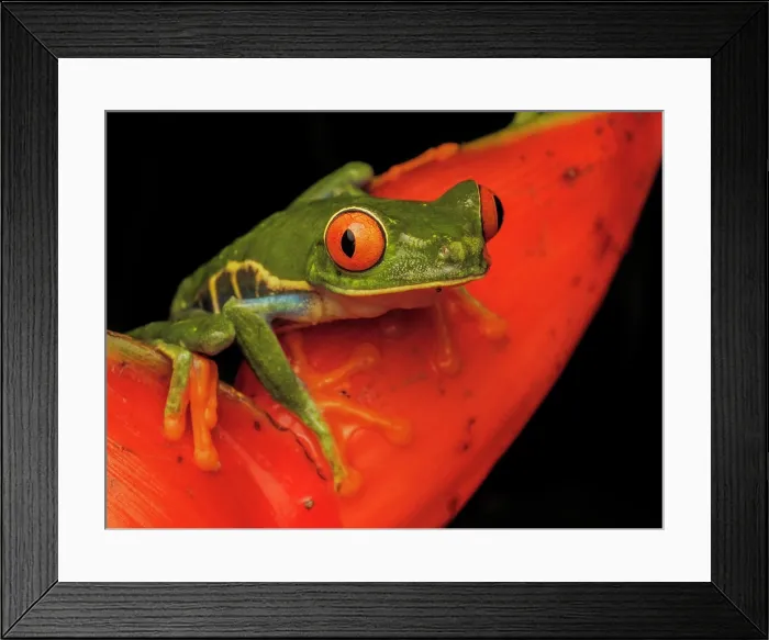 Framed Print : Red-eyed Tree Frog (Agalychnis callidrya), Boca Tapada, Alajuela Province, Costa Rica Framed Print : Red-eyed Tree Frog (Agalychnis callidrya), Boca Tapada, Alajuela Province, Costa Rica