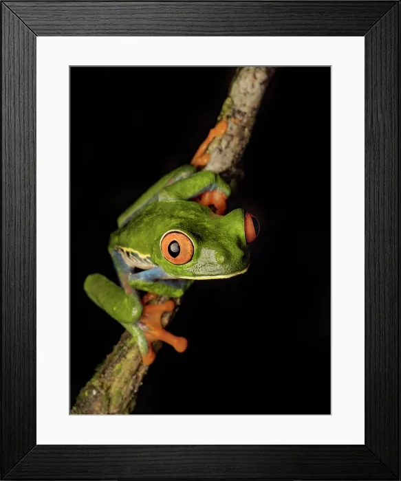 Framed Print : Red-eyed Tree Frog (Agalychnis callidrya), Boca Tapada, Alajuela Province, Costa Rica Framed Print : Red-eyed Tree Frog (Agalychnis callidrya), Boca Tapada, Alajuela Province, Costa Rica