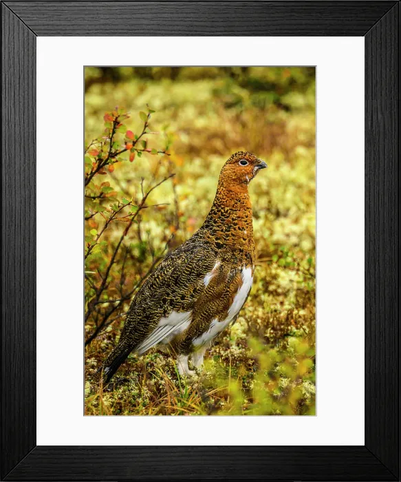 Framed Print : Willow ptarmigan (Lagopus lagopus), Tasiujaq, Nunavik, Canada Framed Print : Willow ptarmigan (Lagopus lagopus), Tasiujaq, Nunavik, Canada