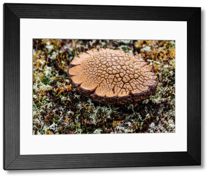 Framed Print : Bolete mushroom cap in the tundra, Tasiujaq, Nunavik, Canada Framed Print : Bolete mushroom cap in the tundra, Tasiujaq, Nunavik, Canada
