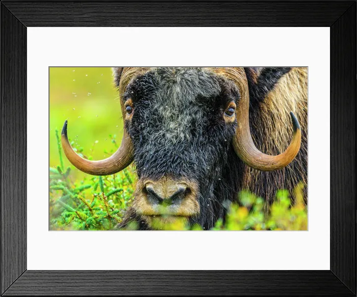 Framed Print : Muskox (Ovibos moschatus), Tasiujaq, Nunavik, Canada Framed Print : Muskox (Ovibos moschatus), Tasiujaq, Nunavik, Canada