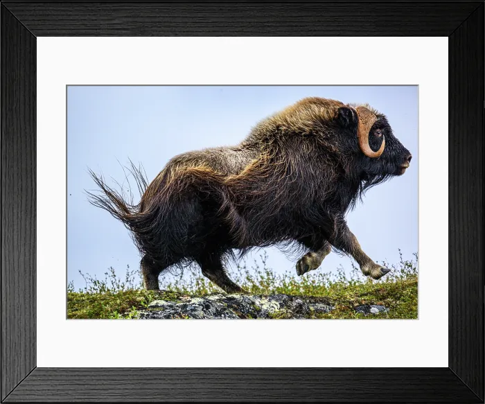 Framed Print : Muskox (Ovibos moschatus), Tasiujaq, Nunavik, Canada Framed Print : Muskox (Ovibos moschatus), Tasiujaq, Nunavik, Canada