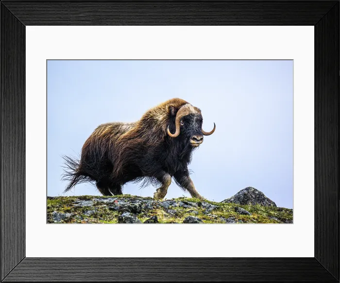 Framed Print : Muskox (Ovibos moschatus), Tasiujaq, Nunavik, Canada Framed Print : Muskox (Ovibos moschatus), Tasiujaq, Nunavik, Canada