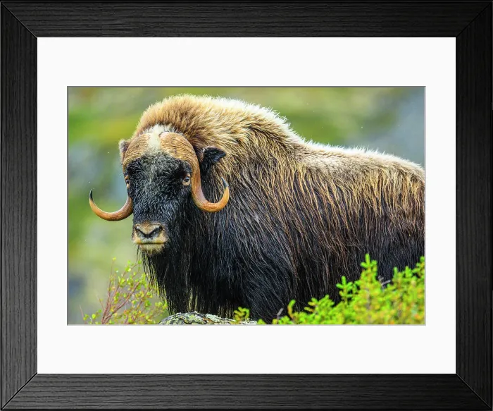 Framed Print : Muskox (Ovibos moschatus), Tasiujaq, Nunavik, Canada Framed Print : Muskox (Ovibos moschatus), Tasiujaq, Nunavik, Canada