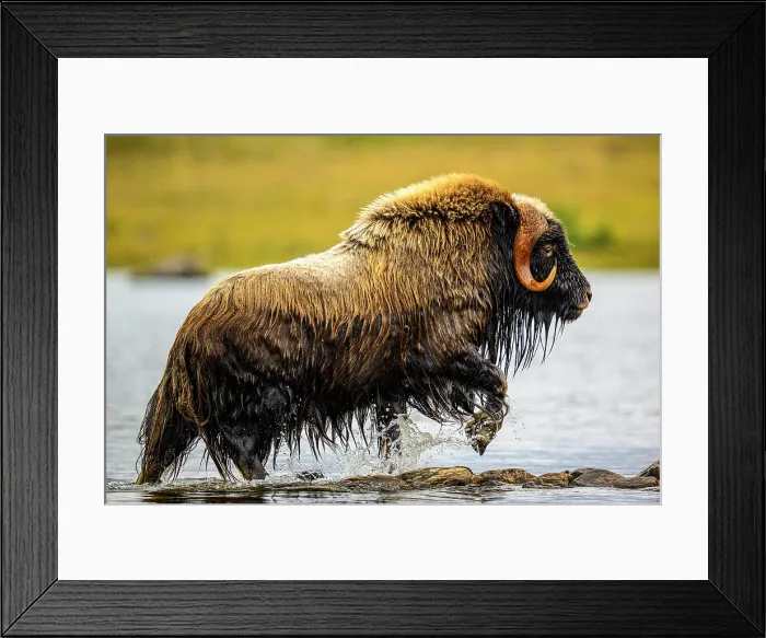 Framed Print : Muskox (Ovibos moschatus) Emerging from a swim in the lake, Tasiujaq, Nunavik, Canada