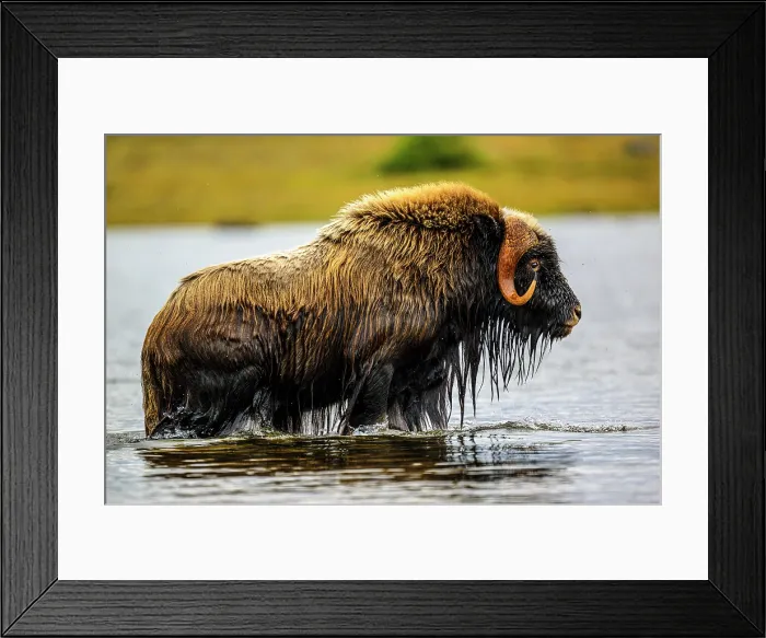 Framed Print : Muskox (Ovibos moschatus) Emerging from a swim in the lake, Tasiujaq, Nunavik, Canada