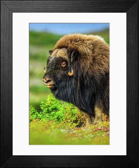 Framed Print : Muskox (Ovibos moschatus), Tasiujaq, Nunavik, Canada Framed Print : Muskox (Ovibos moschatus), Tasiujaq, Nunavik, Canada